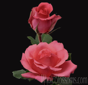 shocking-versilia-rose - Roses