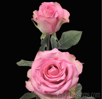 sweet-unique-rose - Roses