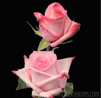 vogue-pink-rose - Roses
