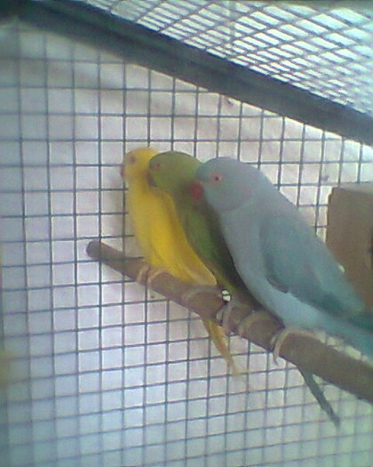 Fotogr.0129 - micu alx