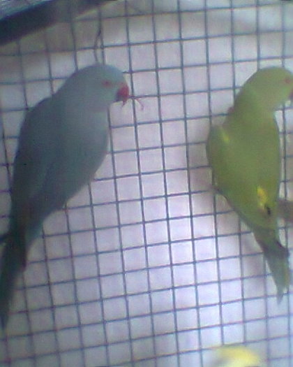 Fotogr.0132 - micu alx