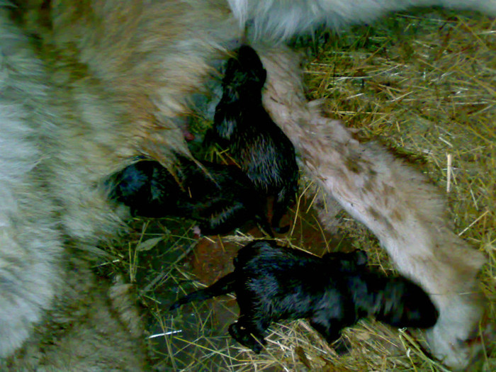 140420122347 - de vanzare catei ciobanesc caucazian