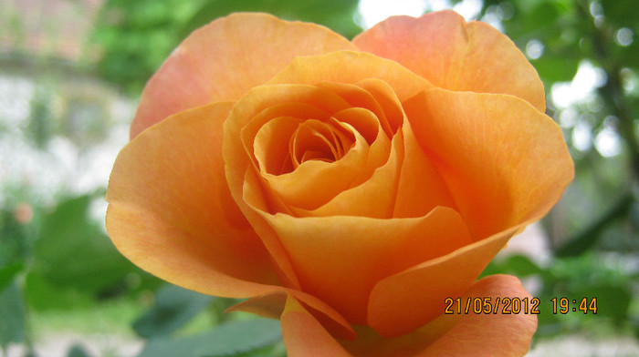 Picture 032 - florile  anului  2012