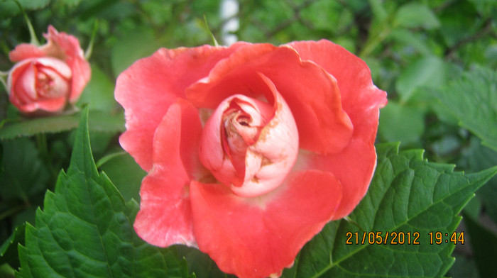 Picture 034 - florile  anului  2012