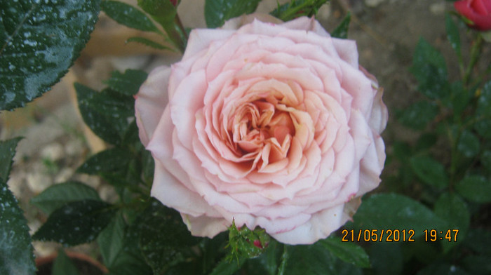 Picture 044