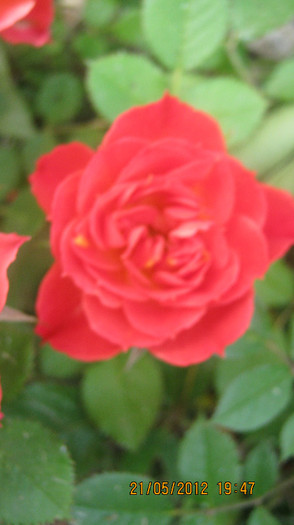 Picture 043 - florile  anului  2012