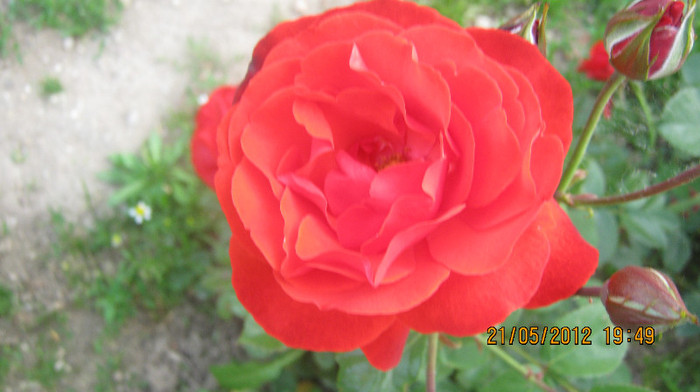 Picture 050 - florile  anului  2012