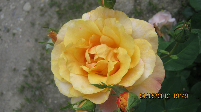 Picture 051 - florile  anului  2012