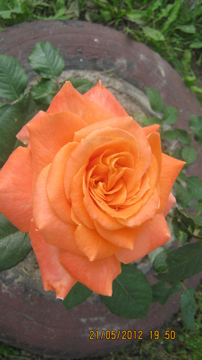 Picture 053 - florile  anului  2012