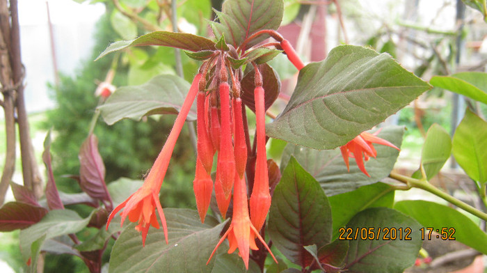 Picture 056 - florile  anului  2012