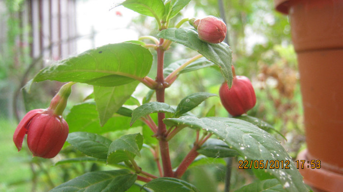 Picture 058 - florile  anului  2012