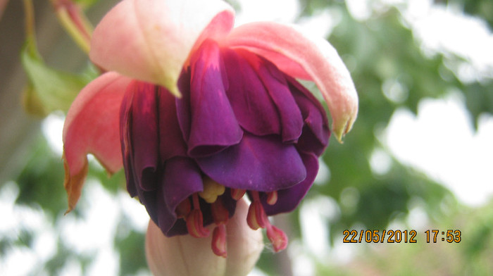 Picture 059 - florile  anului  2012