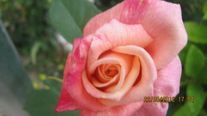 Picture 061 - florile  anului  2012