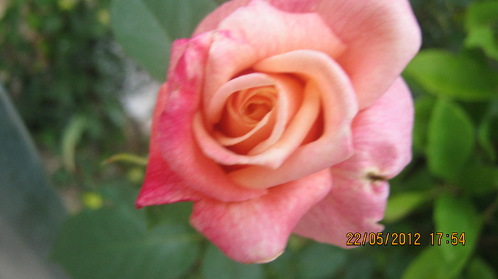 Picture 062 - florile  anului  2012