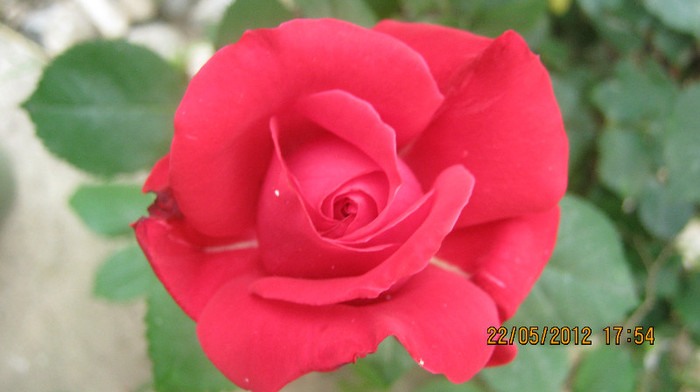 Picture 064 - florile  anului  2012