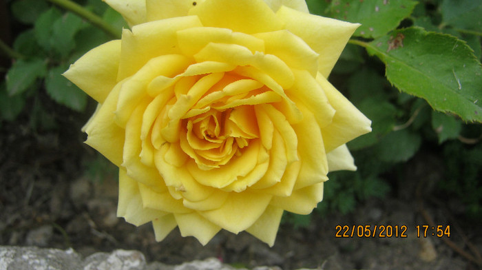 Picture 066 - florile  anului  2012