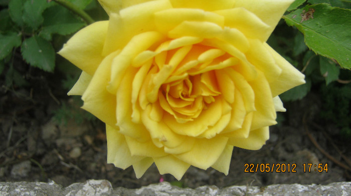 Picture 067 - florile  anului  2012