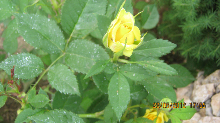 Picture 069 - florile  anului  2012