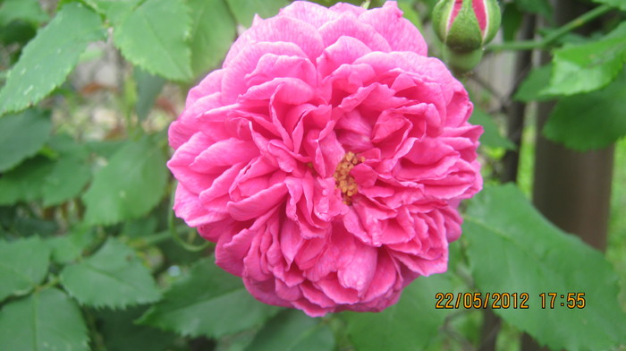 Picture 071 - florile  anului  2012