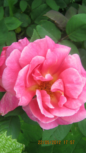 Picture 078 - florile  anului  2012