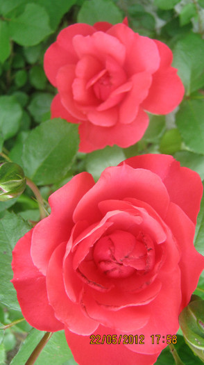 Picture 081 - florile  anului  2012