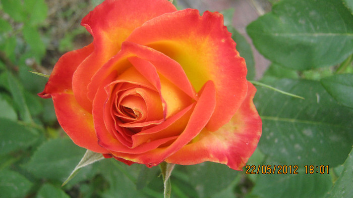 Picture 096 - florile  anului  2012