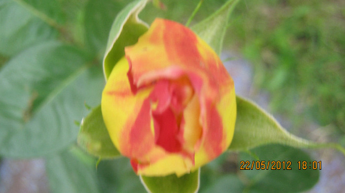 Picture 098 - florile  anului  2012