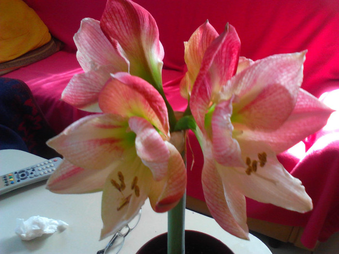 Amaryllis San Remo