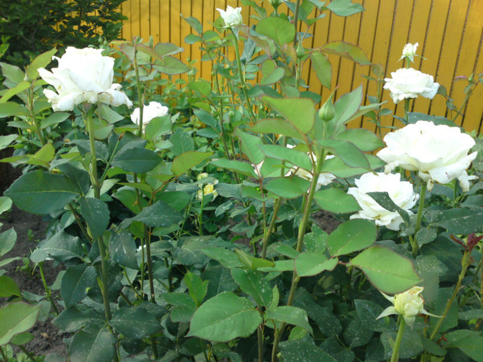 DSC00850; Trandafirii albi si gingasi!

