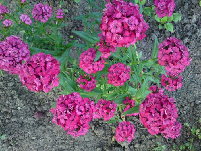 DSC00865; Garoafe turcesti!
