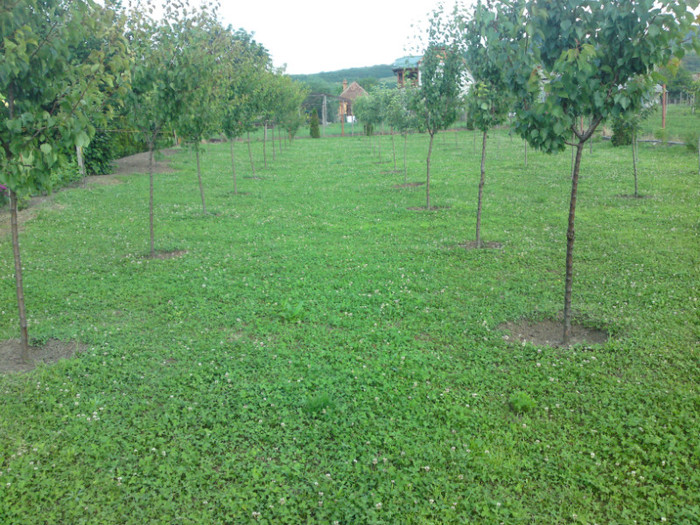 DSC00869; Tanara livada!
