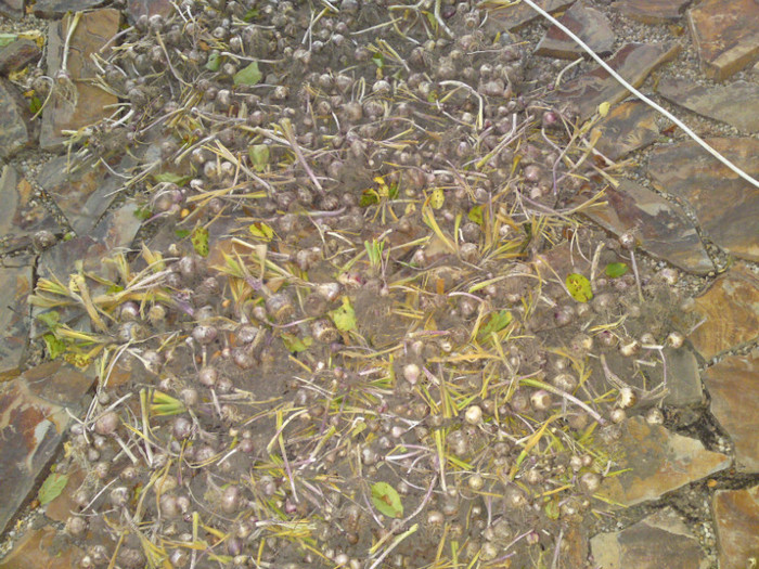 DSC00893; Bulbii de zambile la uscat!
