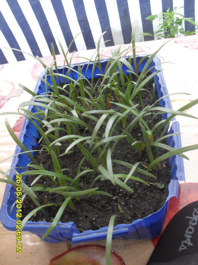 Pui amaryllis Mocca - 6_Plantele mele_2012