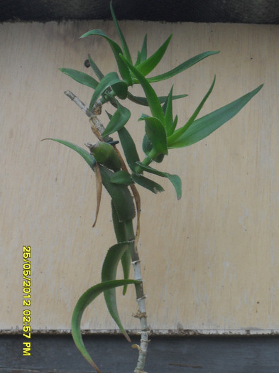 Aloe - 6_Plantele mele_2012