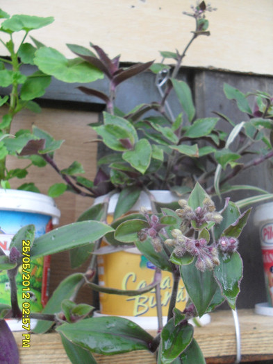 Tradescantia purple - 6_Plantele mele_2012
