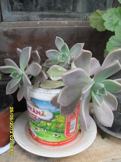 Graptopetalum