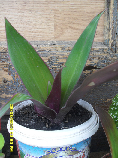 Rhoeo-Tradescantia spathacea