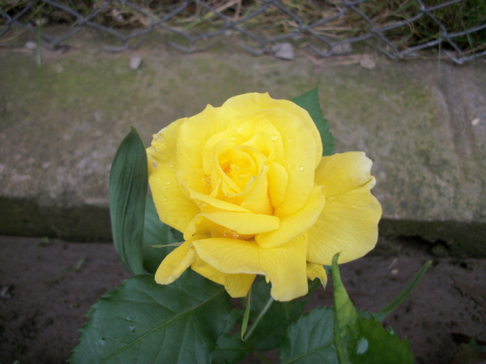 100_9865 - trandafiri 2012