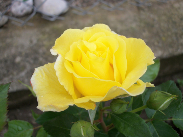100_9871 - trandafiri 2012