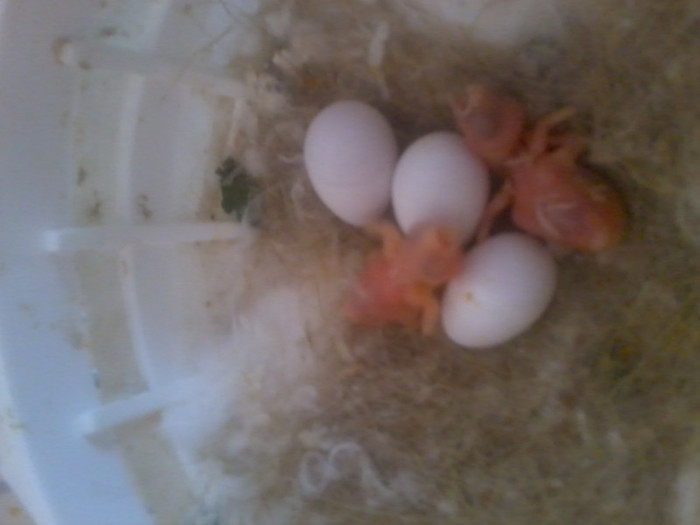 pui  de  1 zi; 26 may 2012
