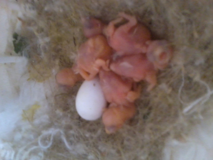 cei 4 muschetari; may 2012
