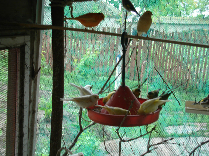 DSC00984 - poze mai 2012-canari