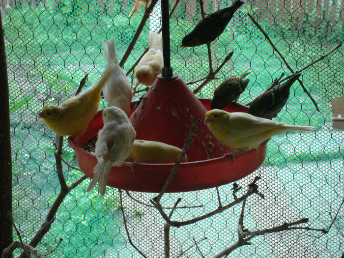 DSC00985 - poze mai 2012-canari