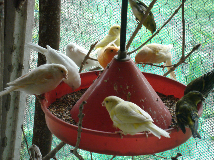 DSC00988 - poze mai 2012-canari