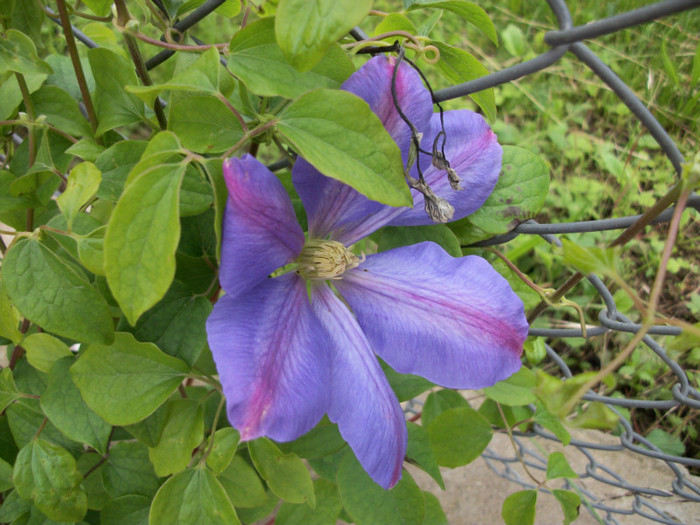 100_9925 - clematita 2012