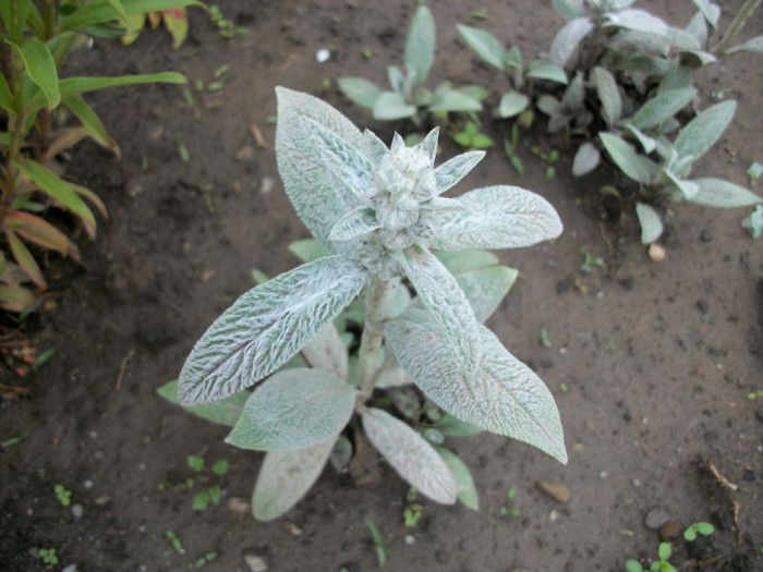 100_9890 - stachys byzantina 2012