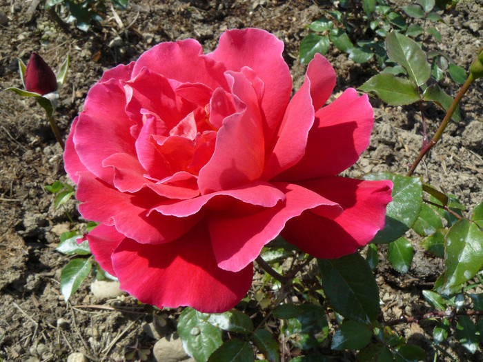 P1540541 - TRANDAFIRI