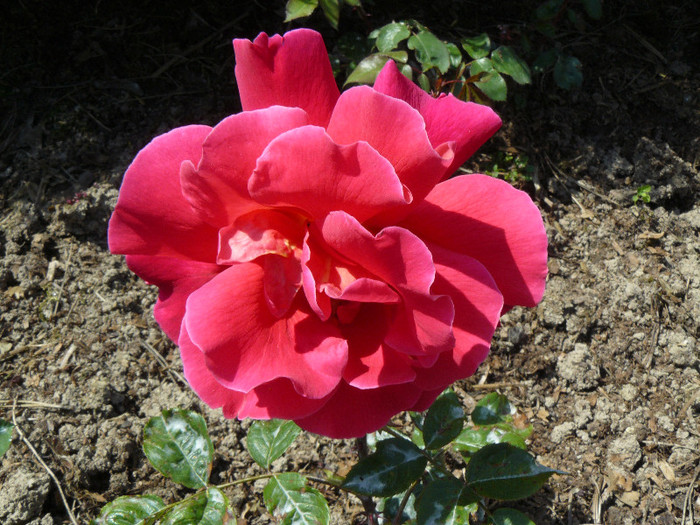 P1540542 - TRANDAFIRI