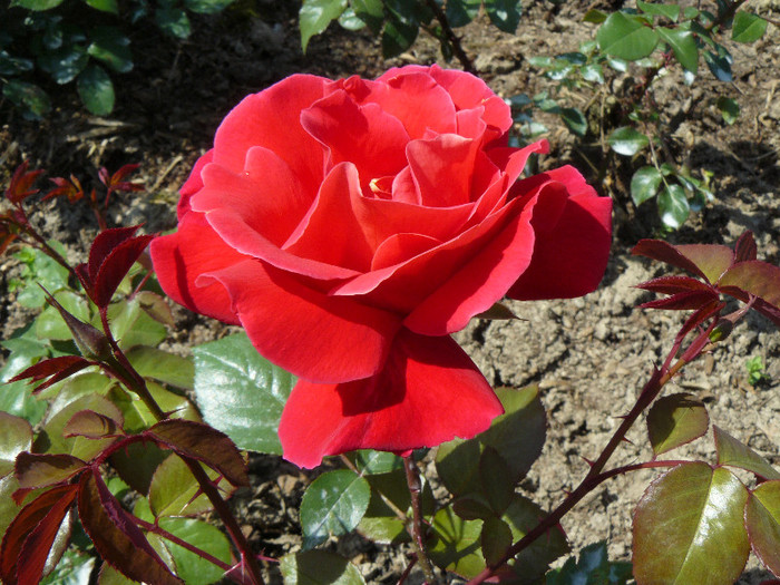 P1540543 - TRANDAFIRI