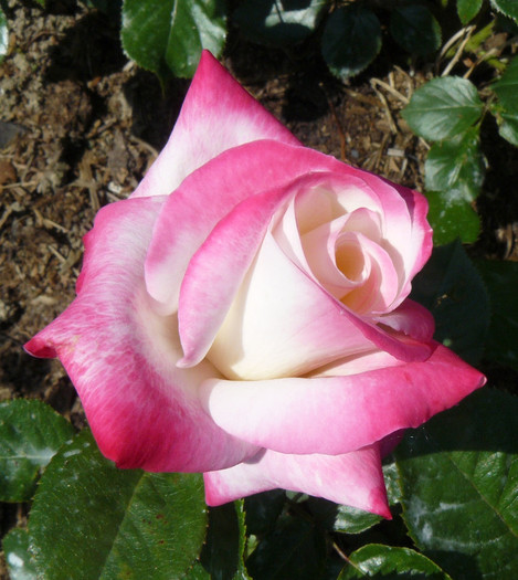 P1540544 - TRANDAFIRI